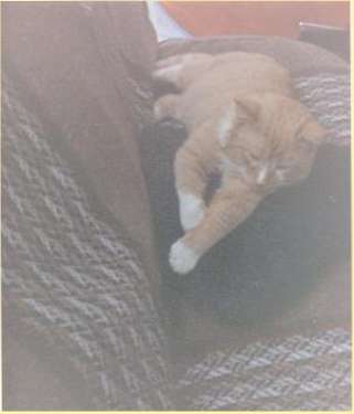 Source Photograph for No. 201   STUMPY'S GOLDEN SLUMBERS